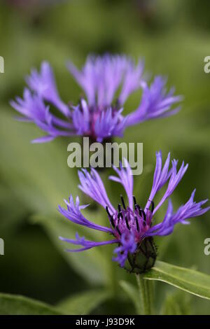 Macro, close-up, macro, admission vue en gros, flore, près de, montagne, usine, Banque D'Images