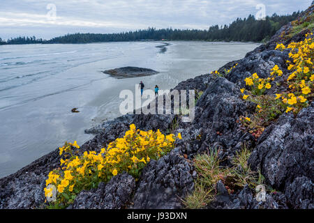 Fleurs de singe sur le rock, le parc national Pacific Rim, l'île de Vancouver, Colombie-Britannique, Canada. Banque D'Images