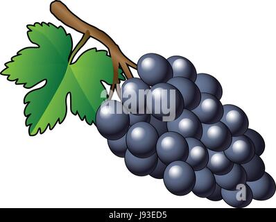 Un tas de raisin pourpre avec tige verte feuille, Abstract vector illustration Illustration de Vecteur