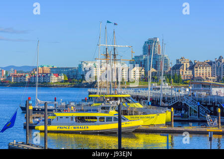 L'observation des baleines, les bateaux du port intérieur de Victoria, île de Vancouver, Colombie-Britannique, Canada. Banque D'Images