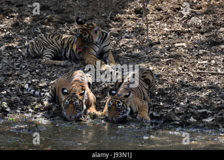 Trois petits de T-39 à partir d'un point d'eau potable à Ranthambhore national park, Inde Banque D'Images