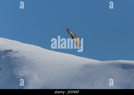 Le vol nature gypaète juvénile (lic)) avec des montagnes, ciel bleu et la neige Banque D'Images