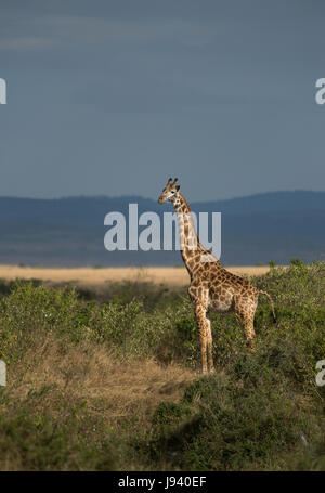 Girafe Banque D'Images