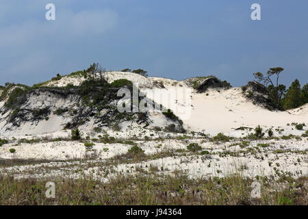 Pins et arbustes poussant sur une dune de sable en Floride Banque D'Images