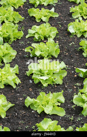 Les jeunes plants de laitue "Clarion" en rangées dans un potager. Mai. UK Banque D'Images