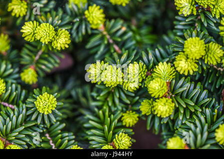 Sapin de Corée dans un jardin en fleurs, au printemps. Banque D'Images