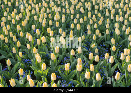 Tulipa et Myosotis sylvatica 'Bluesylva'. Tulip 'Sunny prince' et ne m'oubliez pas les fleurs dans un parterre de fleurs à RHS Wisley Gardens, Surrey, UK Banque D'Images