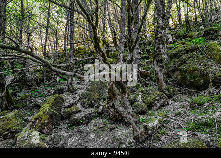 Arbres sur une pente rocheuse Banque D'Images