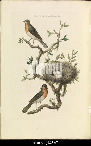 Cette illustration de Nederlandsche Vogelen représente Erithacus rubecula, communément appelé le Robin européen. Le travail met en évidence les caractéristiques et le comportement de l'oiseau dans son habitat naturel. Banque D'Images