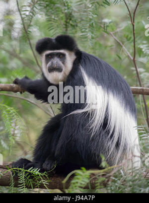 Le Colobe noir et blanc Banque D'Images