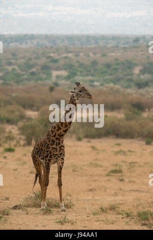 Girafe Banque D'Images