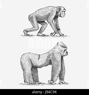 Gorille de montagne ou de l'ouest et le chimpanzé à la main, gravée d'animaux sauvages dans un style rétro ou vintage, zoologie série africaine Illustration de Vecteur
