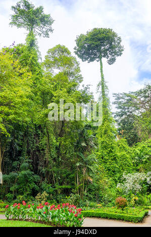 De grands arbres tropicaux tordu de plantes grimpantes se lever sur le jardin botanique, Sri Lanka Banque D'Images