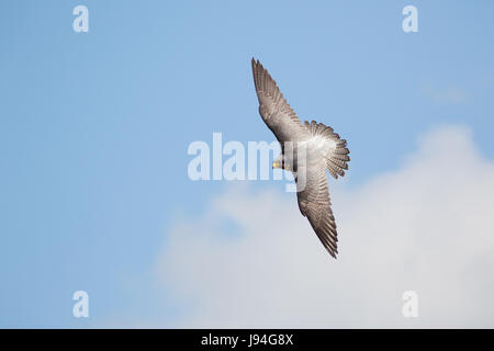 Vue de dessus du Faucon pèlerin (Falco peregrinus) d'avion voler contre blue cloudy sky Banque D'Images