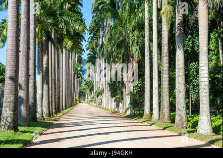 Ombre concevoir des motifs le long de la surface poussiéreuse d'un Scénic long avenue de grands palmiers royaux à Rio de Janeiro, Brésil Banque D'Images