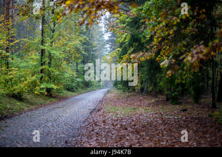 Route de gravier à travers la forêt d'automne Banque D'Images