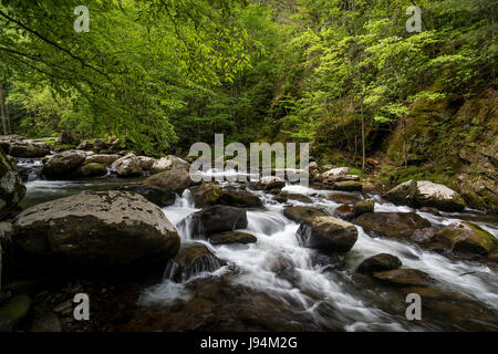 La broche du milieu de la petite rivière est formée par la confluence de Lynn et grade camp prong prong et un autre flux 6 miles jusqu'à ce qu'il se jette dans la petite rivière. l'ensemble du bassin versant du Moyen prong est vaguement connu sous le nom de tremont. Banque D'Images