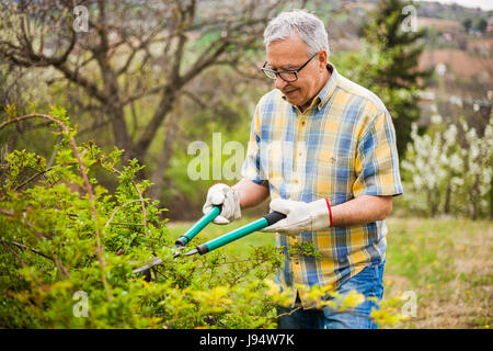 Man dans son jardin. Il est l'élagage des buissons. Banque D'Images