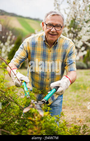 Man dans son jardin. Il est l'élagage des buissons. Banque D'Images