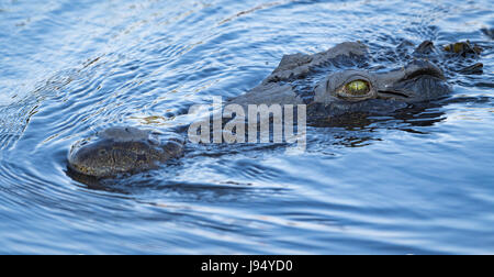 Le crocodile du Nil (Crocodylus niloticus) dans la rivière Chobe à Kasane, Namibie Banque D'Images