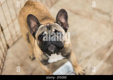 Portrait de chiot bouledogue français looking at camera Banque D'Images