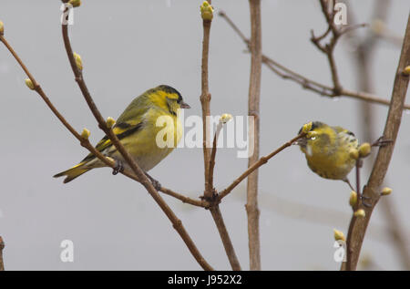 Direction générale de l'eurasienne sur SISKIN 2017 Banque D'Images