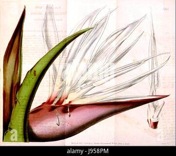 Strelitzia alba, communément appelé l'oiseau blanc du paradis, est une plante tropicale caractérisée par ses fleurs blanches frappantes ressemblant à des oiseaux. Originaire d'Afrique du Sud, il est souvent utilisé comme plante ornementale dans les jardins et les paysages. Banque D'Images