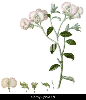Les Fleurs du Mal/1861/Sépulture Podalyria argentea (7) Banque D'Images