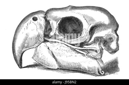 L'histoire naturelle des oiseaux, du crâne de l'Ara Banque D'Images