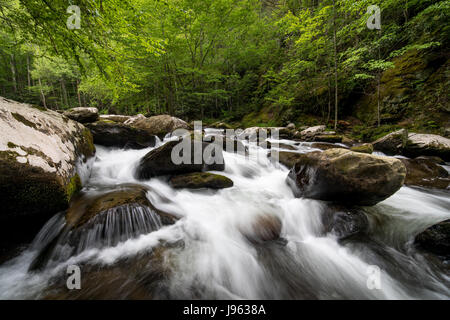 La broche du milieu de la petite rivière est formée par la confluence de Lynn et grade camp prong prong et un autre flux 6 miles jusqu'à ce qu'il se jette dans la petite rivière. l'ensemble du bassin versant du Moyen prong est vaguement connu sous le nom de tremont. Banque D'Images