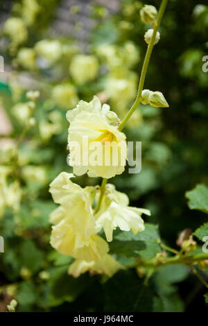 Rose Trémière (Alcea rugosa russe) vivace plante jardin fleurs - USA Banque D'Images