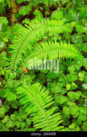 Fougère épée de l'ouest le long du sentier des arbres Cathédrale, Prairie Creek Redwoods State Park, parc national de Redwood, Californie Banque D'Images