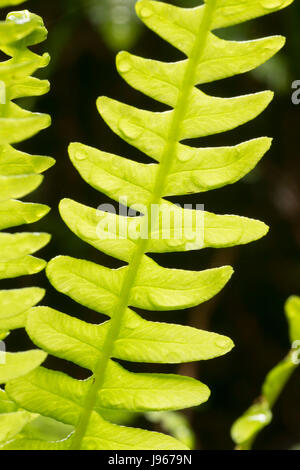 Blechnum le long de South Fork Trail, Prairie Creek Redwoods State Park, parc national de Redwood, Californie Banque D'Images