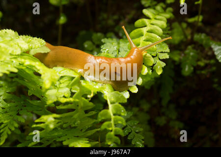 Banana slug le long de South Fork Trail, Prairie Creek Redwoods State Park, parc national de Redwood, Californie Banque D'Images