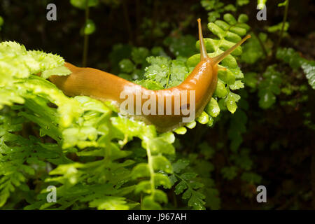 Banana slug le long de South Fork Trail, Prairie Creek Redwoods State Park, parc national de Redwood, Californie Banque D'Images