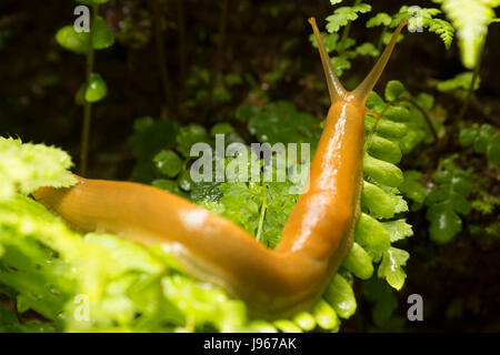 Banana slug le long de South Fork Trail, Prairie Creek Redwoods State Park, parc national de Redwood, Californie Banque D'Images