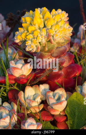 Stonecrop bloom, Point St George Heritage Area, Crescent City, Californie Banque D'Images