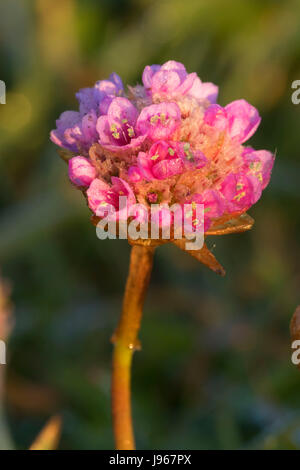 Sea thrift (Armeria maritima), point St George Heritage Area, Crescent City, Californie Banque D'Images