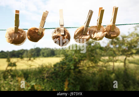 Ligne de sacs à thé ronde tenue par les chevilles en bois on clothes line concept de l'économie et d'austérité Banque D'Images