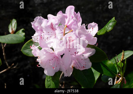 Close up of Rhododendron rose en mai (Bretagne, France). Banque D'Images