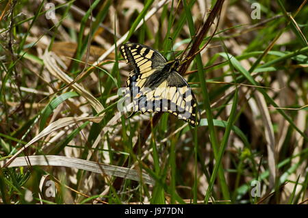 Tiger Swallowtail Butterfly, Mahaon Papilio ou sur une nouvelle usine à sec, Plana, montagne Bulgarie Banque D'Images