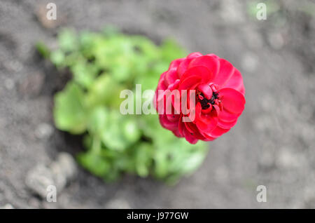 Renoncule rouge libre ou Ranunculus fleurissent en printemps Banque D'Images