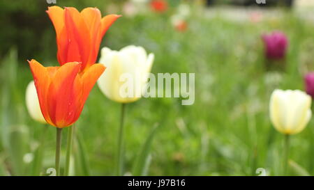 Pays-bas Fleurs tulipes orange sur fond vert à proximité Banque D'Images