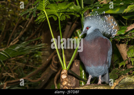 Victoria un pigeon couronné au zoo de Central Park à New York City Banque D'Images