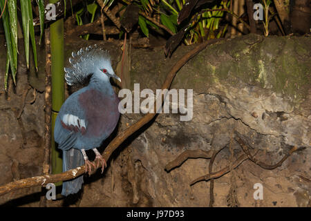 Victoria un pigeon couronné au zoo de Central Park à New York City Banque D'Images