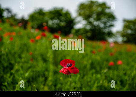 Un coquelicot dans une mer de coquelicots Banque D'Images