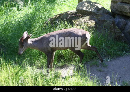 Élaphode chinois (laphodus cephalophus) en libre Banque D'Images