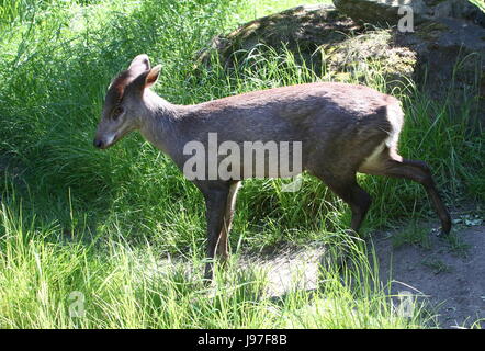 Élaphode chinois (laphodus cephalophus) en libre Banque D'Images