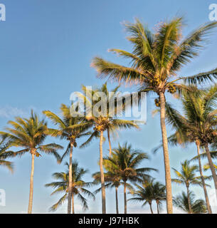 Low angle view of palm trees Banque D'Images