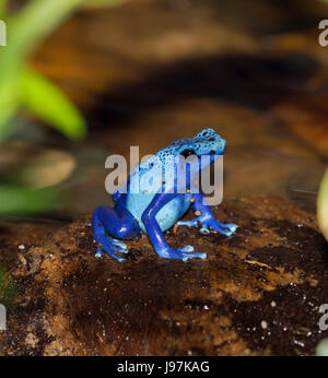 Dyeing poison dart frog (Dendrobates tinctorius). Banque D'Images